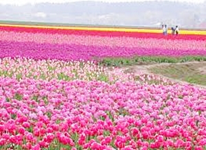 350 MEDIA & TRAVEL AGENTS VISIT THAILAND ON “BEAUTIFUL THAILAND” MEGA FAM TRIP